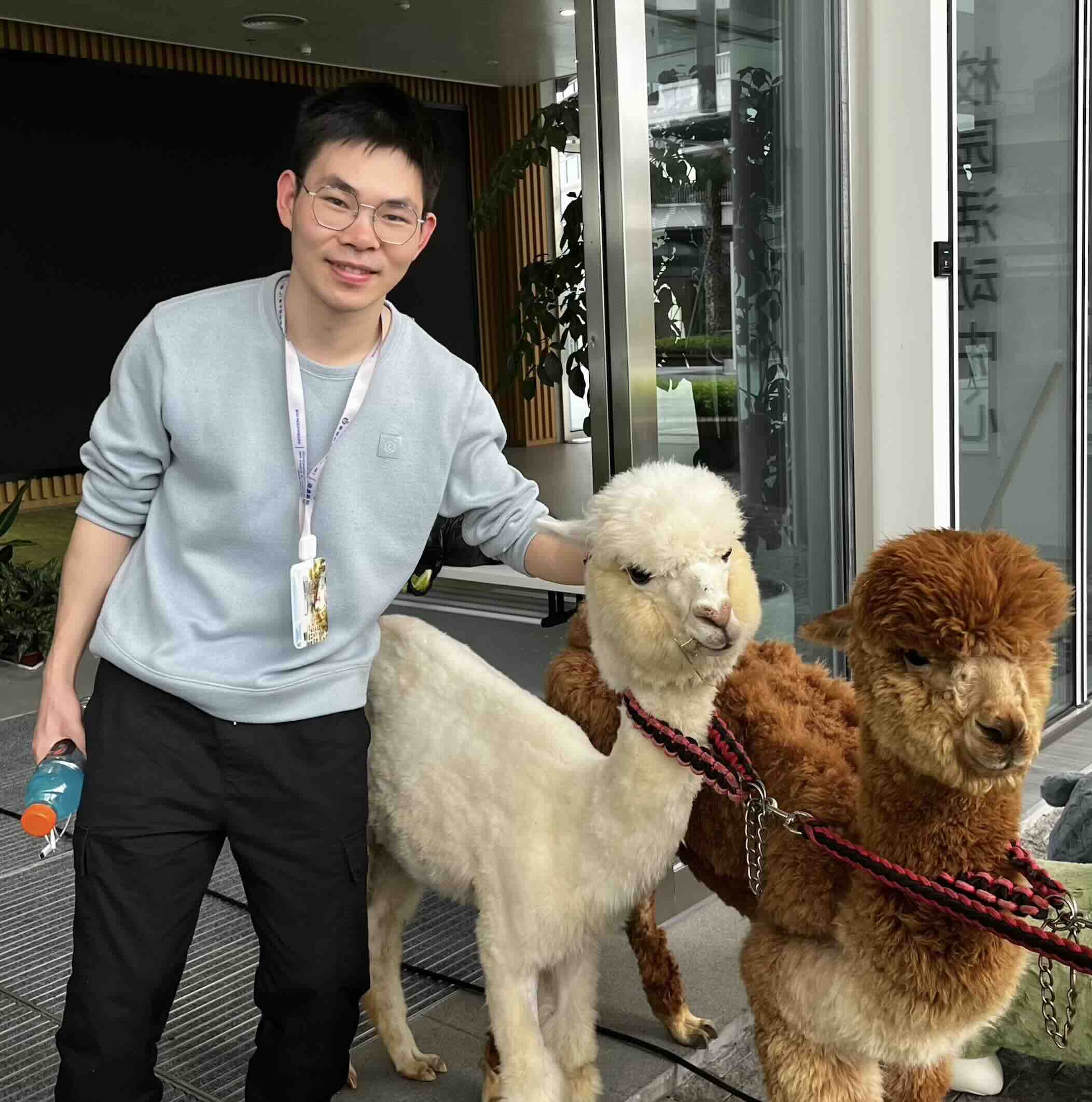 Jinhui Ye with two alpacas